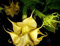 Portal Cool Semillas del paquete: amarillo crema Brugmansia suaveolens ángel de la trompeta 20 semillas frescas