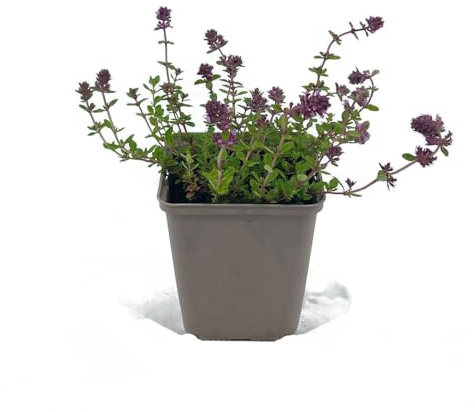 48 Stück Thymus serpyllum von Intragarten | winterharter und immergrüner Bodendecker | Feld-Sand-Thymian im 9 cmTopf