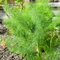 semi di finocchio biologici, semi di finocchio piante a precoce piante da esterno semi di pascolo per, giardino erbe aromatiche Piante in vaso estremamente 1000pcs