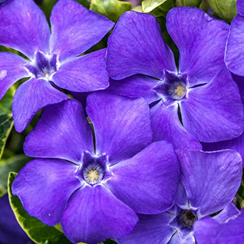 Vinca Ralph Shugert | Garden Shrub | Evergreen Flowering Trailing Plant | Gorgeous Potted Periwinkle (20-30cm Incl. Pot)