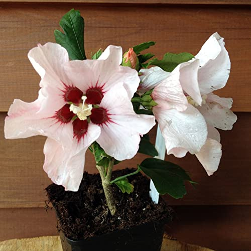 6 Stück Hibiscus syriacus white von INTRAGARTEN |weißer Sommerblüher | winterharter Garteneibisch im Topf