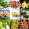 350 pcs bananenbaum pflanze samen - nachhaltige geschenke für frauen bananensamen bananen samen,Musa sikkimensis, bonsai baum pflanzenkübel spezielle samen obstbaum plant saatgut geschenk