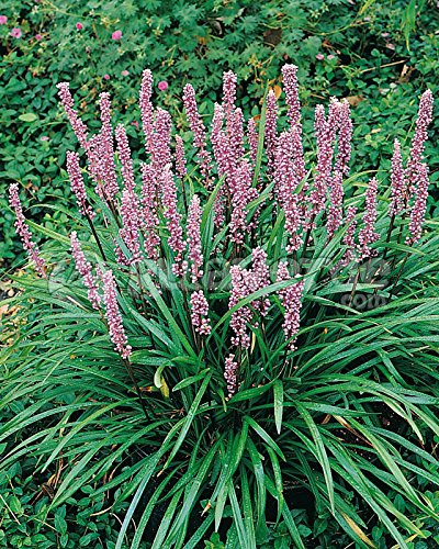 Stauden Gänge 1 x Liriope muscari 'Samantha' Rosa Lilientraube winterhart | Niedriges Ziergras für Sonne bis Halbschatten, Blüte August bis Oktober, mehrjährig, 1 L Topf (11x11 cm)