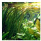 Lot Vallisneria gigantea plantes aquarium