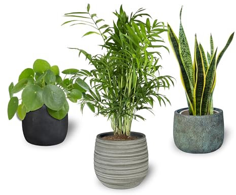 Pack 3 Plantas Naturales Interior Green Paradise: Sansevieria Natural + Pilea Peperomoides + Chamadorea, Ø 12-13 cm, Decoración del Hogar