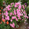 100 Stück Rosa Geranie Samen, Blumen Samen für Garten und Balkon,Ideale Garten Pflanzen, Balkon Pflanzen & Kübelpflanzen,100Pcs Pink Geranium Seeds