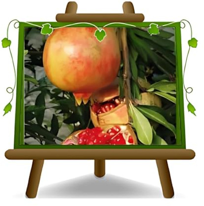 EURO PLANTS VIVAI Melograno Mollar Pianta da Frutto Antico su Vaso da 26 cm. - *Altezza: 180~200 cm. - Età 4 Anni