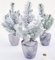 POWERS TO FLOWERS - ALBERO DI NATALE, PINETTO NATALIZIO, PINO CON NEVE IN VASO CERAMICA RUSTICO, PINUS PINEA, 3 PIANTE ALTEZZA 25CM, VASO 9CM diametro, piante vere