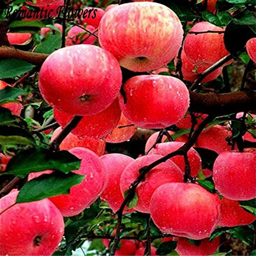 Portal Cool Semi di frutta Mela Fuji 20 / Pacchetto Dolce squisito Frutta Seme Dimensione