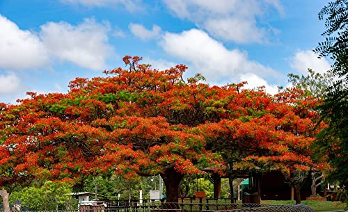 10 Samen Flammenbaum Delonix Regia, Flamboyant, Baum Samen