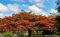 10 Samen Flammenbaum Delonix Regia, Flamboyant, Baum Samen