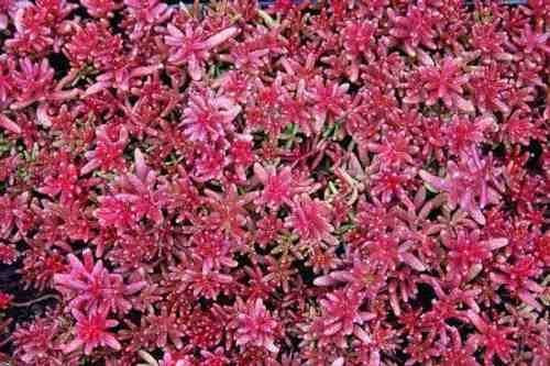 Sedum Viola carpetspurium coccineum 100 semi