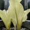 600 pcs Funkien Pflanze Winterhart Samen - Hosta Plantaginea - Seltene Pflanzen Blumen Balkon Funkien Samen Kleine Geschenke, Balkon Blumen Deko Wohnzimmer Modern Pflanzen Für Draußen