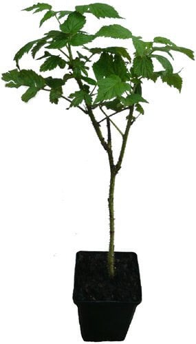 3 x Gelbe Himbeere Golden Everest Pflanze süße Beeren Sorte