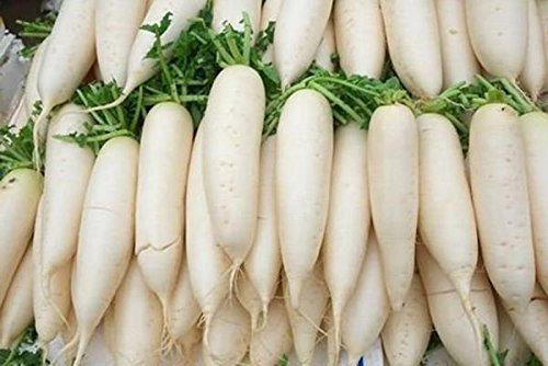 graines de radis Daikon Nerima Paquet de 100 graines