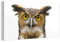 MuchoWow Glasbild Glasfoto Wandbild Bilder Deko 160x80 cm Eule - Vogel - Porträt
