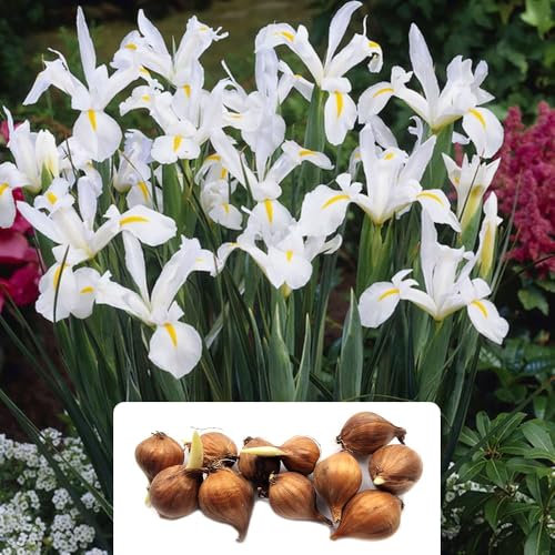 10 Iris Hollandica White Excelsior Bulbs – Stunning Summer-Flowering Perennials for Gorgeous Cut Flowers – Perfect for UK Gardens & Climate Conditions