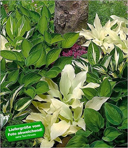 BALDUR Garten Hosta-Mix Funkien Exklusiv,3 Stauden Knollen winterhart