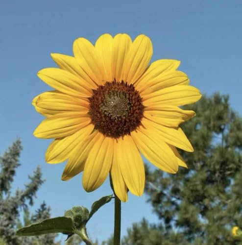 Marde Ross & Company Wild Sunflower Seeds - Attracts Bees and Butterflies - Non GMO - Highly Adaptable to Dry to Moderate Moisture and Variety of Soil Types - 2-8 Feet Height