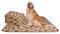 Nobleza - 6 x Hundedecke Weiche Fleecedecke Waschbare Deck für Haustier Hunde Katzen Welpen Weiche Warme Matte, Beige, 120 * 100 cm