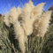 pampasgras schilf samen winterhart - Cortaderia selloana - Ziergras geschenke für ältere menschen pflanzen samen indoor garten geschenke für frauen kunst pflanzen fürs zimmer bonsai 600 Stück