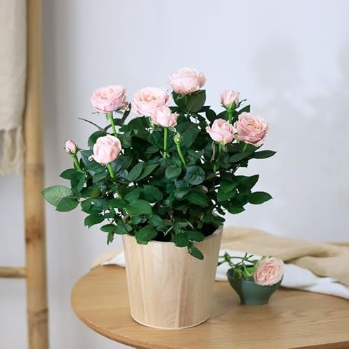 Fleurs et Délices - Rosier Rose Avec Cache Pot - Plante d'Intérieur ou Plante Exterieur - Cadeau Fête des Grands-Mères - Idée Cadeau Femme - Cadeau Mamie - Cadeau Fête des Mères