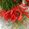 Pyrostegia Venusta-Samen, mehrjährige Kletterpflanze Blumensamen, schnell wachsende Nicht-Gentor-Samen für Balkon Courtyard Decor Rot 600 Stück