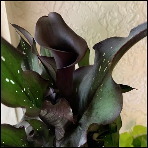 Zantedeschia Bulbi - Freschi, Sani, Intatti, Plump, Robusti, Compatti, Vitali-10 bulbi-C