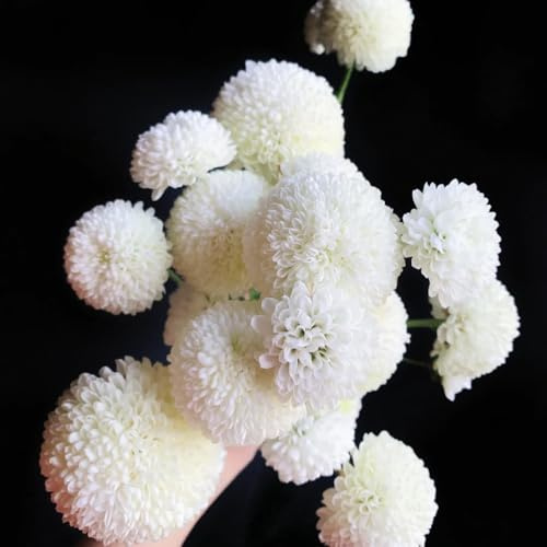 Semillas de Pompon mamma crisantemo, de interior resistentes para jardines rocas semillas regalos para jardineros como recuerdo fiesta lugares soleados 160pcs