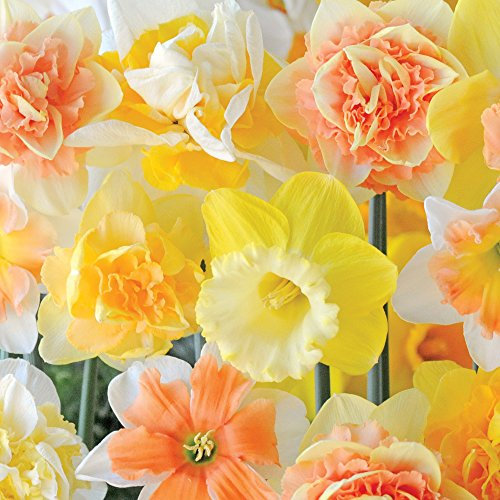 50 Daffodil Mixed Hardy Spring Flowering Bulbs Narcissus 'Citrus Sorbet', Fragrant Flowers Garden Plants for Garden Borders, Patio Pots and Window Boxes 50 Bulbs by Thompson & Morgan