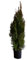 KENTIS - Tuia Aurea Conifera - Thuja Orientalis Pyramidalis Aurea - Piante Vere da Esterno Sempreverdi Resistenti - H 80-100 cm Vaso Ø 24 cm