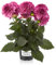 Dalia Natural Planta de Exterior - Fácil de Mnatener y Resistente