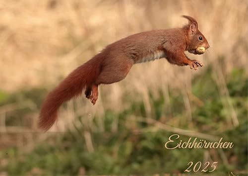 raxxa Premium-Monatskalender Eichhörnchen 2026 - DIN-A2 quer