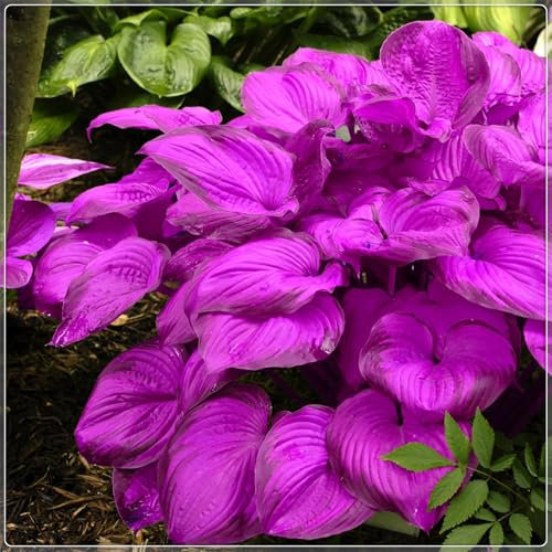 Winterharte pflanzen, Große Blattpflanzen, Seltene,Funkien knollen,Pflanzen Funken Hosta Winterhartes MehrjäHrig, Hosta Knollen, Funkien rhizome-6 Rhizom-I