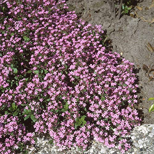 GARTEN SCHLÜTER® Rotes Polster-Seifenkraut - 3 Stück