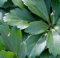 10x Schattengrün Dickmännchen Compacta - Pachysandra terminalis