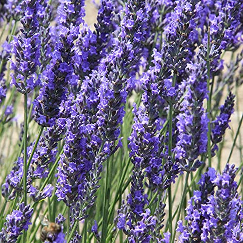 100 Stück Lavendel Lavandula Samen, Blumen Samen für Garten und Balkon,Ideale Garten Pflanzen, Balkon Pflanzen & Kübelpflanzen, 100Pcs Lavender Lavandula Seeds