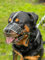 Starker Maulkorb aus Drahtmetall für Hunde, Rottweiler, Mastiff Golden Retriever und andere (R2, silberfarben/schwarzes Leder)