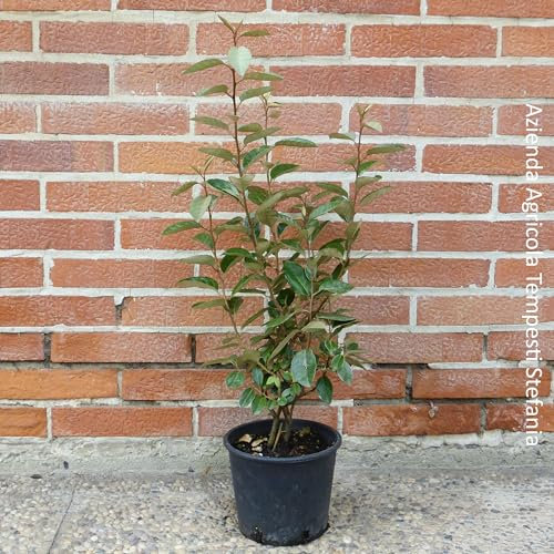 Eleagnus ebbingei, 8 piante con altezza 100/120 cm, vaso Ø18, per una siepe lunga 5-8 metri