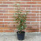 Eleagnus ebbingei, 8 piante con altezza 100/120 cm, vaso Ø18, per una siepe lunga 5-8 metri