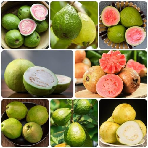50 Pcs Guave Samen - Gartendeko Für Draußen, Obst Samen Guavenbaum Samen, Psidium Guajava, Topfpflanzen Draußen Winterhart, Bio Samen Exotische Pflanzen Winterhart, Garten Geschenk