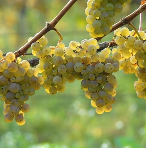 Weinrebe Weißer Riesling 100-125cm - Vitis