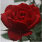 Rose - Patio Rose - 10.5cm (1, Red)