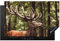 MuchoWow Herdabdeckplatte Ceranfeld Spritzschutz Küche Hirsch - Natur - Geweih - Wald - Tiere 80x52 cm Induktionsherd Abdeckung Induktionskochfeld Ceranfeldabdeckung