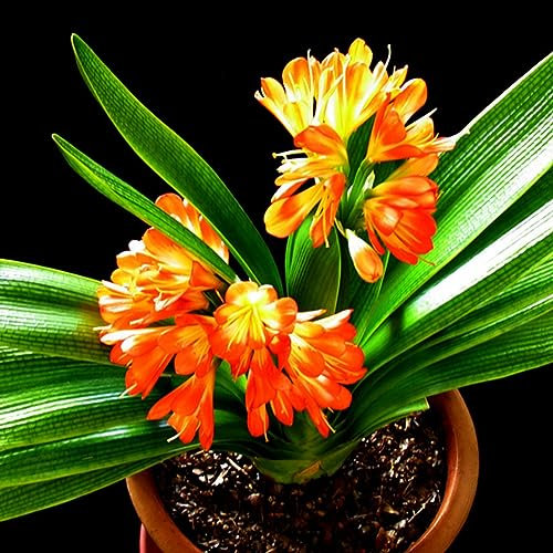 PERZOE 1 pieza de semillas africanas de lirio kaffir Clivia Miniata, hermosa planta de flores de jardín