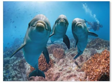 Puzzle，Delfine, Fische & Wassertiere，Für Kinder Und Erwachsene Karton Personalisiertes Puzzle-Spaß-Spiel 1000pcs（38x26cm-321