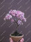20 stücke Mini brunnen weinende kirschbaum, DIY Hausgarten Zwergbaum, zierpflanze bonsai sakura baum samen für zuhause 6