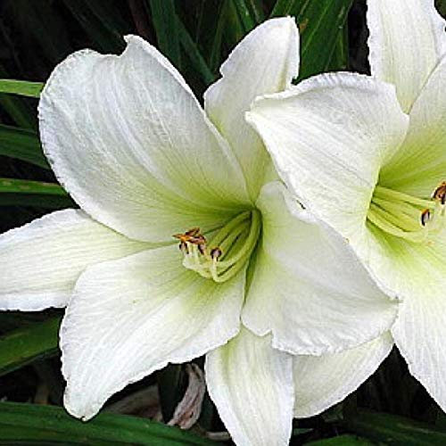 6 x Taglilie 'Light The Way' - Hemerocallis 'Light The Way': Cremefarbene Blüten mit grünem Schlund.