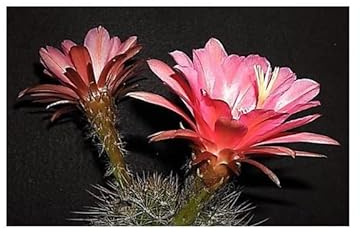 Stk - 10x Echinopsis kermesina Kaktus Zimmer Garten Pflanzen - Samen B1395 - Seeds & Plants Shop by Ipsa