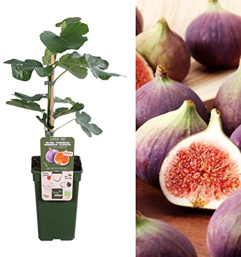 Carbeth Plants Ficus Gustissimo Perretta - Rare Variety - Fig Fruit Tree in a 13cm Pot with Treatment - Miniature Patio Fruit Trees - Figs Outdoor and Garden Tree